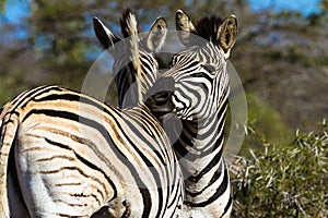 Zebras Affections Wildlife