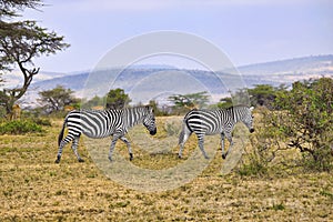 Zebras in Africa