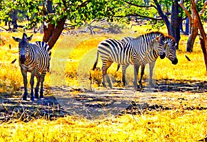 Zebras in Africa safari park