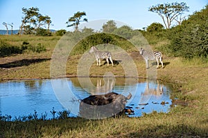 Zebras and African buffalo during sunset in South Africa Thanda Game reserve Kwazulu Natal