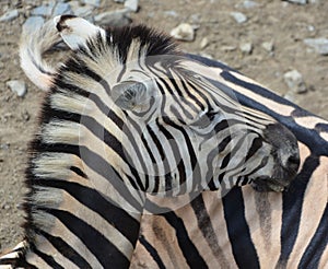 Zebras African equids