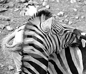 Zebras African equids