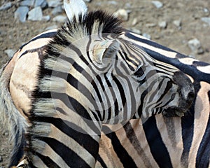 Zebras African equids