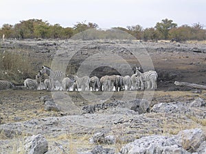 Zebras African equids horse family black and white stripes. Etosha National Park Namibia Africa