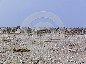 Zebras African equids horse family black and white stripes. Etosha National Park Namibia Africa