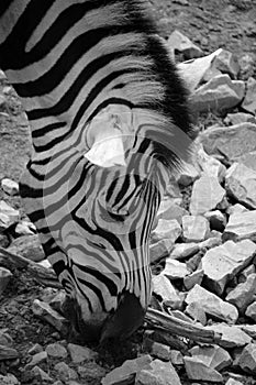 Zebras African equids