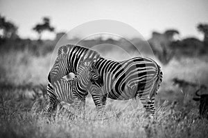 Zebras are African equines with distinctive black-and-white striped coats, plains zebra, South africa