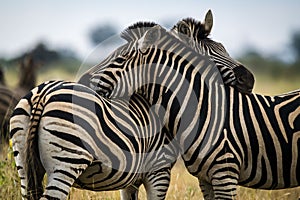 Zebras are African equines with distinctive black-and-white striped coats, plains zebra, South africa