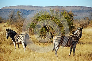 Zebras on African Game Preserve