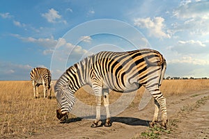 Zebras African herbivore animals in autumn landscape
