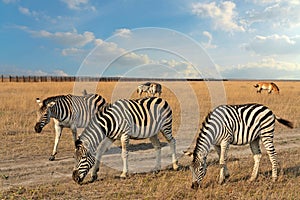 Zebras African herbivore animals group