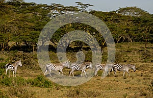 Zebras herd in savanna