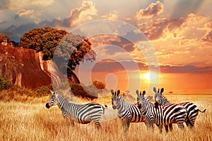 Zebras in the African savanna against the backdrop of beautiful sunset. Serengeti National Park. Tanzania. Africa
