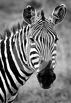 Zebras on african savannah