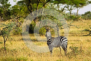 Zebras on african savannah