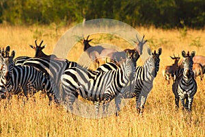 Zebras on african savannah