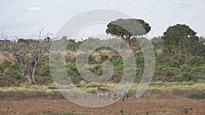 Zebras in the African savannah. Wildlife safari. Herd of Zebra drinking from a water hole in Etosha National Park