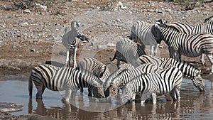 Zebras in the African savannah. Wildlife safari. Herd of Zebra drinking from a water hole in Etosha National Park