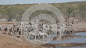 Zebras in the African savannah. Wildlife safari. Herd of Zebra drinking from a water hole in Etosha National Park