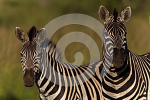 Zebras Alert Wildlife