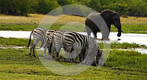 Zebras all in a line drinking