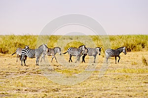 Zebras, Amboseli