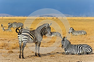Zebras in Amboseli NP, Kenya