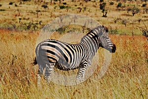 Zebras animals of African continent, Kruger national park,