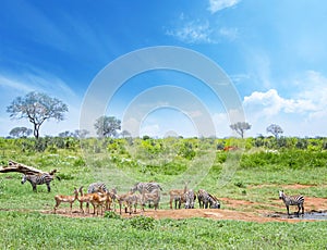Zebras and antelopes graze together at a watering hole in Tsavo East National Park in Kenya. It`s on safari in Africa