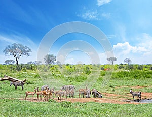 Zebras and antelopes near a watering hole on a safari in Africa. It's in Tsavo East, Kenya.