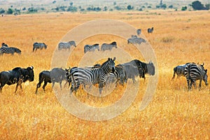 Zebras and antelopes wildebeest in the savannah