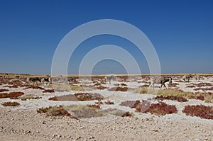 Zebras auf der Wanderschaft durch die Etosha Salzpfanne. Zebras photo