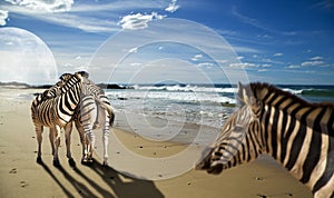 Zebras on the beach