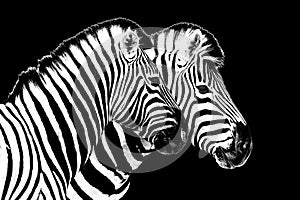Zebras on black background isolated close up side view, two zebra head portrait in profile, black and white art photography