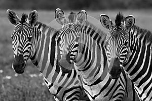 Zebras black and white