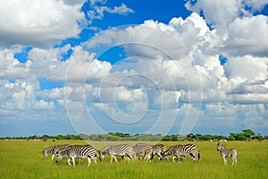 Zebras with blue sky and white clouds. Burchell`s zebra, Equus quagga burchellii, Nxai Pan National Park, Botswana, Africa. Wild