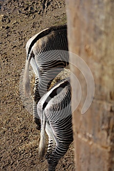 Zebras bottoms two of them