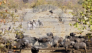 Zebras, buffaloes,watering hole, Kruger Nac. Park, South Africa