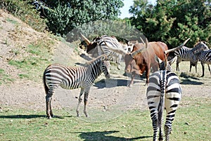 Zebras and buffalos are resting in the wild Africa safari