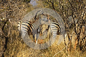 Zebras in the bush