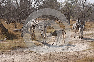 Zebras in the bush.