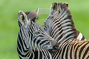 Zebras Calf Necking Affections Wildlife