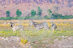 Zebras in the Chobe National Park, Botswana. Wildlife Safari in the african national parks and wildlife reserves.