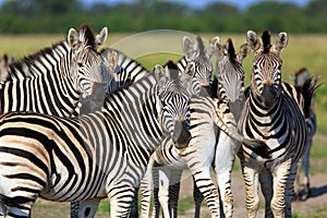 Zebras