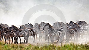 Zebras are collected in a large herd