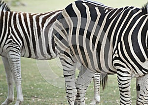 Zebras Cotswold Wild life park