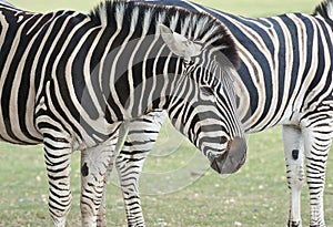 Zebras Cotswold Wild life park