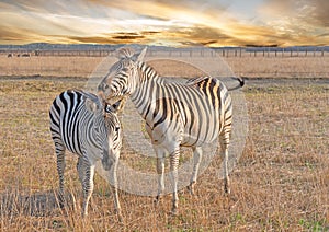 Zebras couple, African herbivore animals