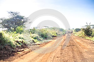 Zebras crossing an african dirt, red road through savanna