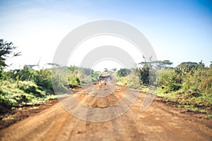 Zebras crossing an african dirt, red road through savanna